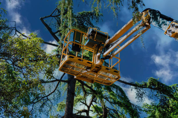 Reliable Homer, AK Tree Removal Solutions